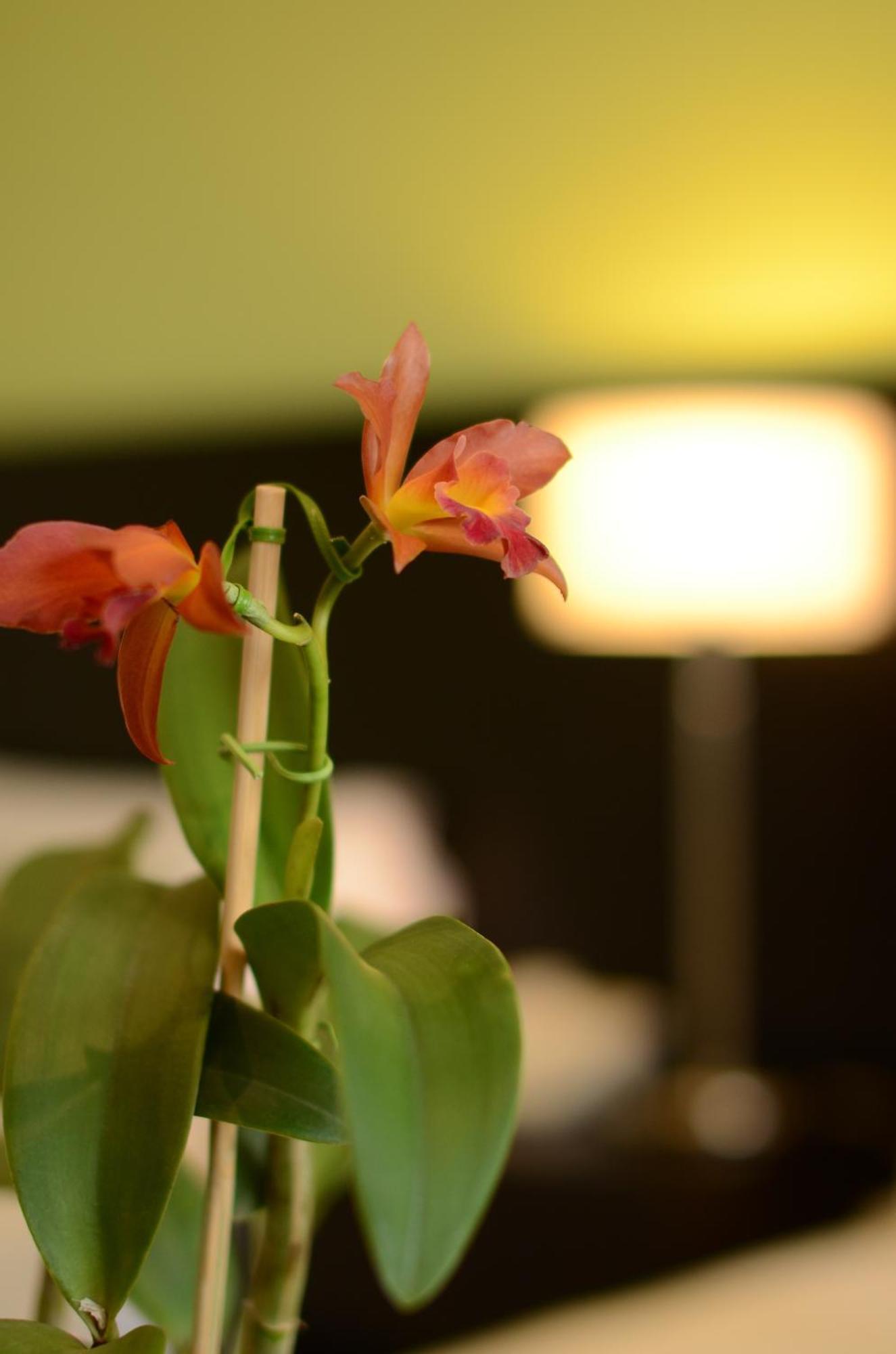 Grand Crucero Hotel Puerto Iguazú Zewnętrze zdjęcie